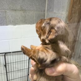 Girl 2 AKC - Dapple female Dachshund puppy in Fayetteville, Pennsylvania from PA's Darling Doxies