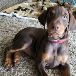 Doberman Pinscher Puppies from Love of Dobermans