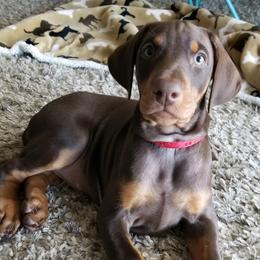 Doberman Pinscher Puppies from Love of Dobermans