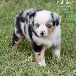 Bubbles - Blue merle female Miniature Australian Shepherd puppy in Evant, Texas from Lazy VT Bar Ranch