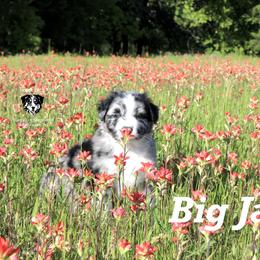 Big Jake - Blue merle Australian Shepherd puppy in Honey Grove, Texas from Fox Creek