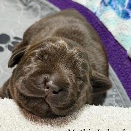 Green Collar - Chocolate male Labrador Retriever puppy in Malabar, Florida from Mythic Labradors, LLC