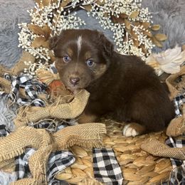 Jasper - Red tri male Miniature Australian Shepherd puppy in California from Eagle River Aussies
