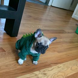 French Bulldog Puppies from Stratton Kennel