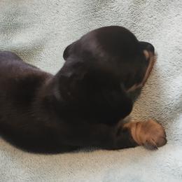 Dachshund Puppies from Happy Acres  Miniature Dachshunds