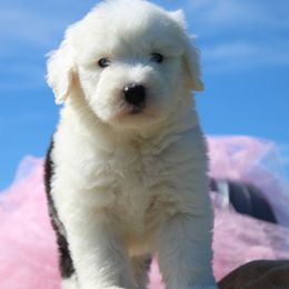 Boy - Gray and white male Old English Sheepdog puppy in Fair Grove, Missouri from Prata's OES