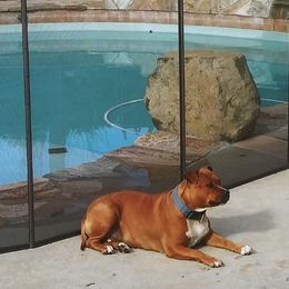 May - American Staffordshire Terrier