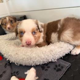 Yellow - Red merle male Miniature American Shepherd puppy in Spanaway, Washington from Meadow Run Mini American Shepherds