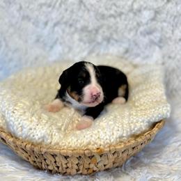 Vaughn - Tri-color male Bernedoodle puppy in Bremen, Indiana from Farmland Doodles