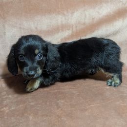 2 Yogi - Black and cream male Dachshund puppy in Central Point, Oregon from MRS Long Dog Ranch
