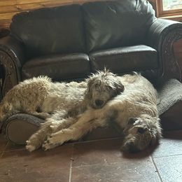 Irish Wolfhound puppies from Timbercreek Irish Wolfhounds