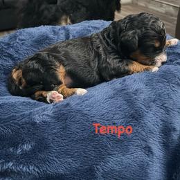 Tempo - Phantom male Goldendoodle puppy in Sanderson, Florida from Serenity Goldendoodles