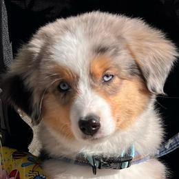 Gracie - Blue merle female Miniature American Shepherd puppy in Carson City, Nevada from Springhill Miniature American Shepherds