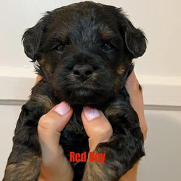 Australian Labradoodle Puppies from Potomac Australian Labradoodles