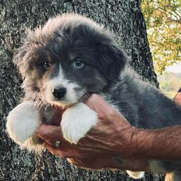 Cove - Dilute blue female Australian Shepherd puppy in Canton, Mississippi from Haven Farms Australian Shepherds