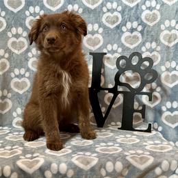Mocha Joe - Red tri-color male Australian Shepherd puppy in Rochelle, Illinois from Countryside Kennels and Aussies