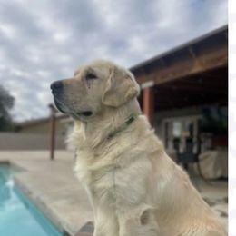 Pepe - Golden Retriever