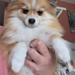 Autumn - Orange sable female Pomeranian puppy in Gloversville, New York from ADKPOM Adirondack Pomeranians
