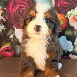 Yosemite - Merle male Bernedoodle puppy in Travelers Rest, South Carolina from Bernedoodle.do