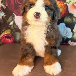 Yosemite - Merle male Bernedoodle puppy in Travelers Rest, South Carolina from Bernedoodle.do
