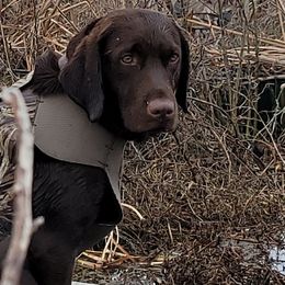 Labradoodles and Labrador Retrievers from AAA Ranch