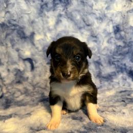 Celine - Tri-color female Border Collie puppy in Decatur, Alabama from Phantom Border Collies