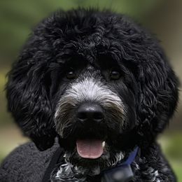 Albus - Portuguese Water Dog