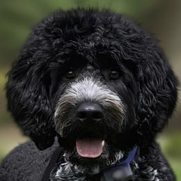 Albus - Portuguese Water Dog