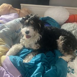 Remi - Bernedoodle