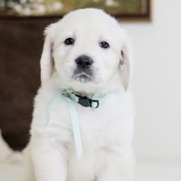 Ms. Turquoise - Light golden female Golden Retriever puppy in Troy, Alabama from Southland Goldens