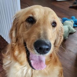 Trixie - Golden Retriever