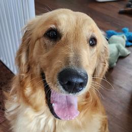 Trixie - Golden Retriever