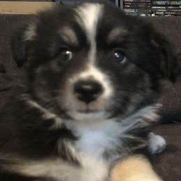 Miniature Australian Shepherds from Shannon Hunt's Miniature Aussies