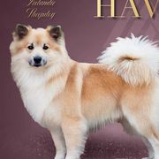 Havi - Icelandic Sheepdog