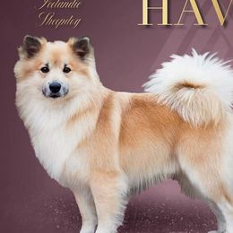 Havi - Icelandic Sheepdog