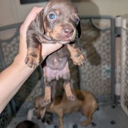Cora - Chocolate female Dachshund puppy in Maynardville, Tennessee from J&M Southern Dachshunds