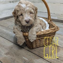 Cedar - Red female Bernedoodle puppy in Cambridge, Minnesota from Country Meadow Doodles