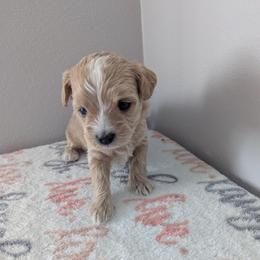 Soy - Cream male Maltipoo puppy in Fife, Washington from Joyful Pups