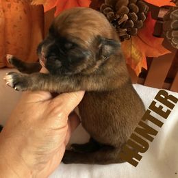 Hunter - Fawn male Boxer puppy in Catawba, South Carolina from Happy Go Boxers