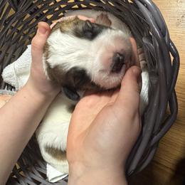 Dark green - Brindle and white male Saint Bernard puppy in Auburn, Washington from Sara’s Saint Bernards