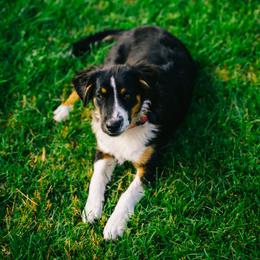 Australian Shepherd and Miniature Australian Shepherd Puppies from Cara Harker