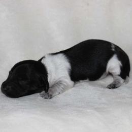 Scooby (2675) - Piebald male Dachshund puppy in Sonora, Kentucky from Maple Hill Miniature Dachshunds