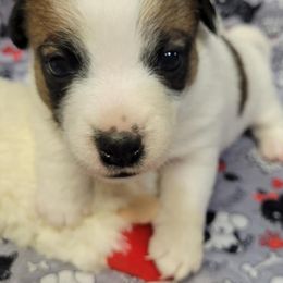 Russell Terriers from Dent Farms