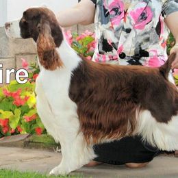English Springer Spaniels from Unforgettable