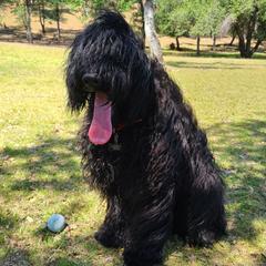 Ajax - Bergamasco Sheepdog