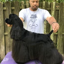 Gemma - Cocker Spaniel