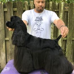 Gemma - Cocker Spaniel