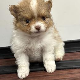 Truffle - Chocolate sable female Pomeranian puppy in Anchorage, Alaska from Arctic Pomeranians