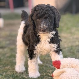 Poodle Puppies from Tailored poodles