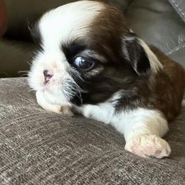 Shih Tzu Puppies from Niepoetter Shih Tzus